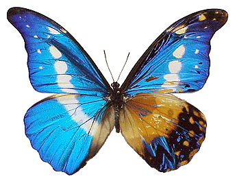 Morpho rhetenor helena (mosaic gynandromorph 2) (Internet Image property of respective owner, non-commercial use only)